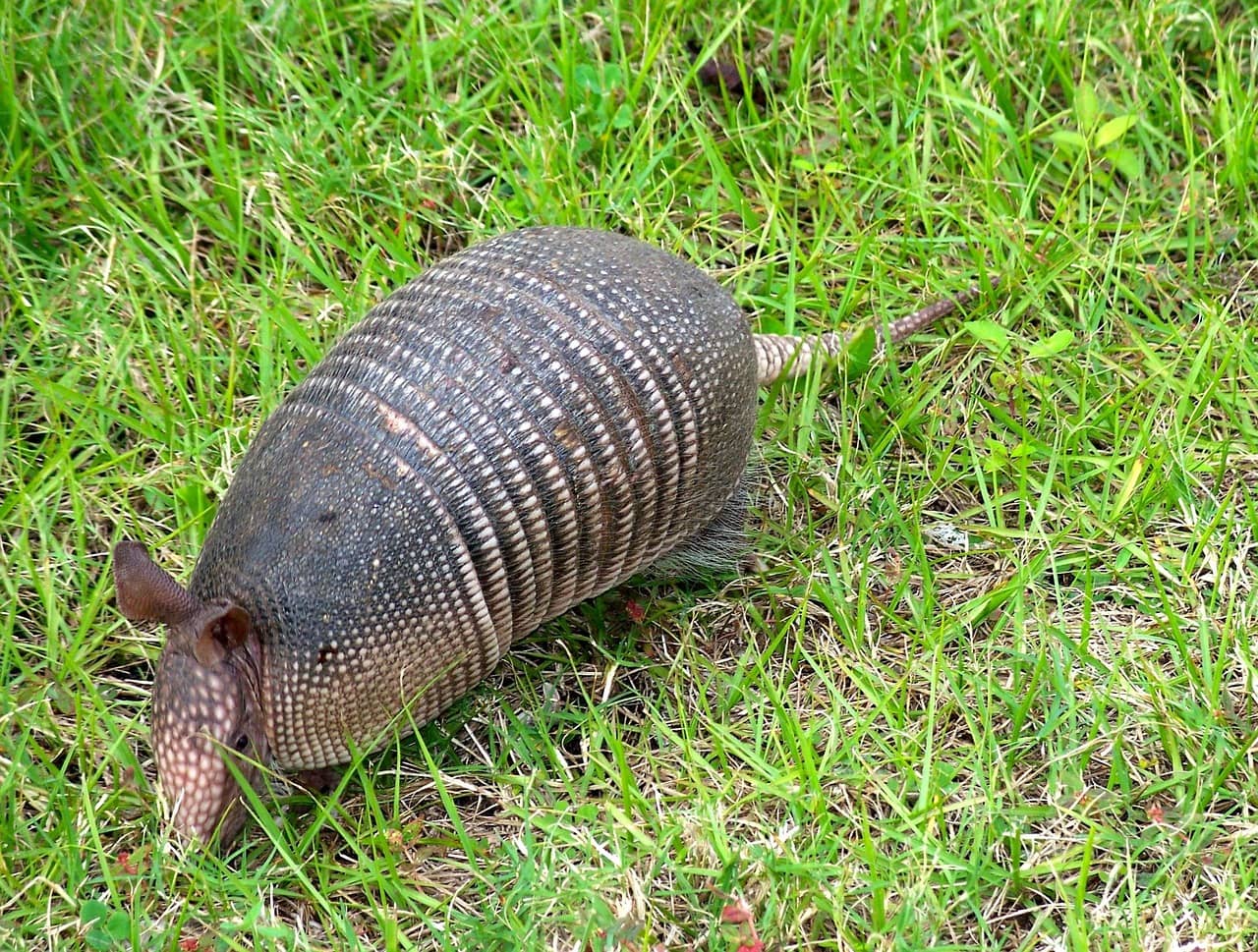 Nine-banded armadillo in a Florida yard